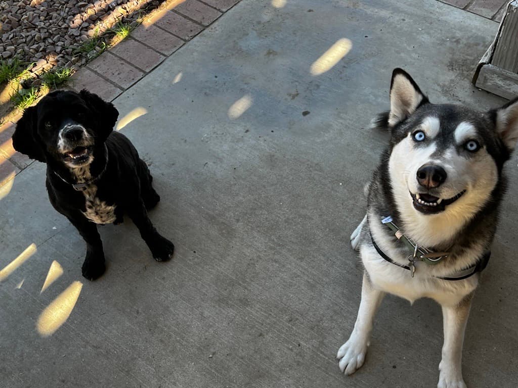 Oreo and Nymeria